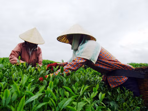 Liên kết bao tiêu sản phẩm cho cây chè ở Nghệ An ảnh 1
