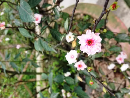 Đầu năm yên bình đi lễ cầu may ảnh 12