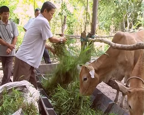 Nguồn vốn tín dụng giúp đồng bào Khmer vượt khó, thoát nghèo ảnh 1