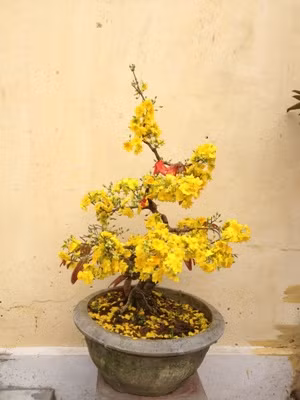 Đầu năm yên bình đi lễ cầu may ảnh 11