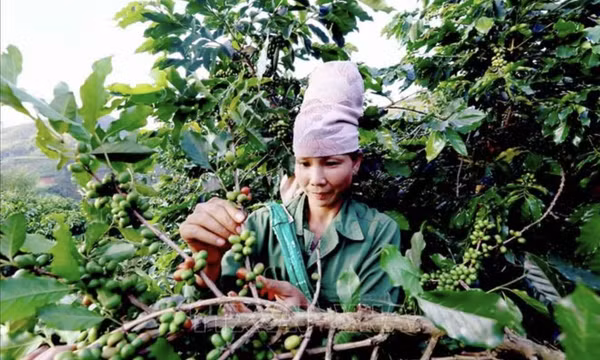 Cà phê Arabica Sơn La sắp lên sàn đấu giá tại Hawaii, Mỹ
