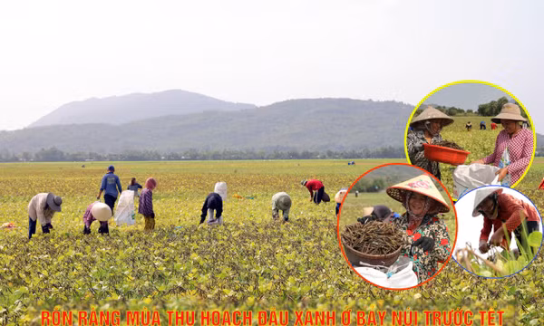 Mùa đậu xanh cận Tết ở vùng Bảy Núi An Giang
