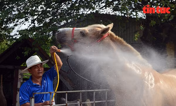 Anh Lê Tiến Tông (SN 1977, ngụ xã Bình Hưng), người gắn bó với nghề hơn 40 năm đang chăm sóc ngựa nuôi.