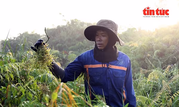 Người dân lại lội bùn, băng qua những khu vực rậm rạp để hái rau đọt choại mọc tự nhiên ở vùng ven TP Hồ Chí Minh.