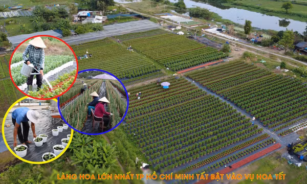 Giữ sắc xuân cho phố thị từ những vườn hoa Thới An TP Hồ Chí Minh.