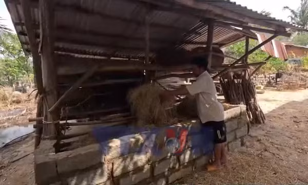 Người chăn nuôi bò Đắk Lắk thiệt hại nặng nề trong mưa lũ