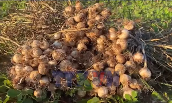 Mùa tỏi kém vui tại Lý Sơn 
