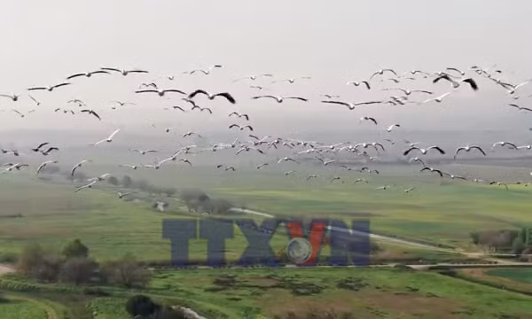 Hàng triệu con chim vẫn đến làm tổ tại Israel bất chấp chiến tranh
