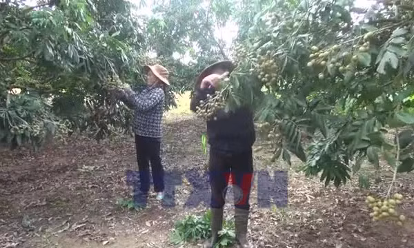 Thủ phủ nhãn lồng Hưng Yên chuẩn bị vào vụ thu hoạch