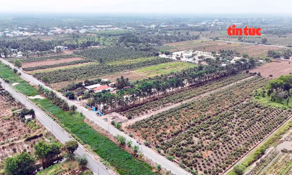 Nông dân xã Bình Lợi gặp khó về đầu ra cho cây mai vụ Tết