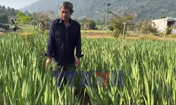 Thăm vùng trồng hoa lay ơn lớn nhất ở Đồng Nai