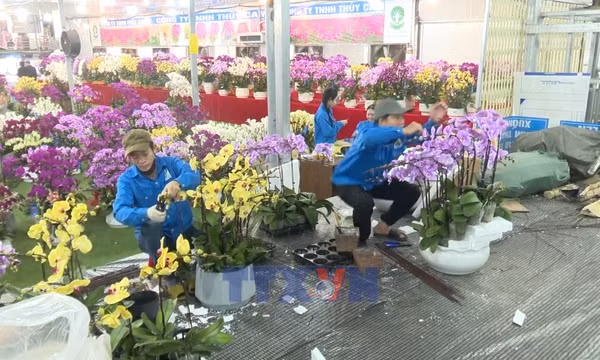 Sắc xuân từ các làng hoa, cây cảnh truyền thống