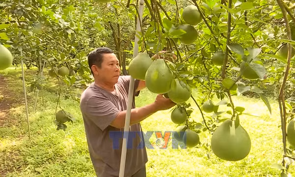 Bưởi Tết có xu hướng tăng giá do mất mùa