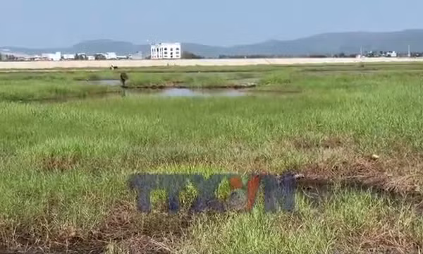 Hàng trăm hecta đất lúa bị bỏ hoang vì nhiễm mặn nặng