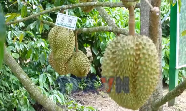 Vua trái cây hứa hẹn về đích suôn sẻ