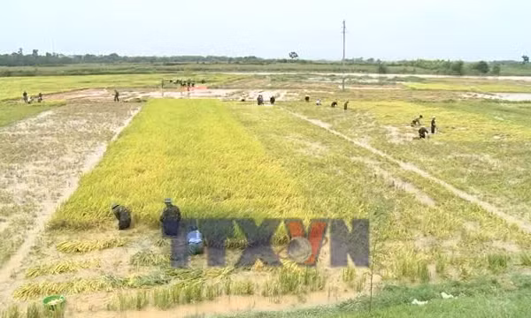 Khẩn trương giúp dân thu hoạch lúa sau mưa dông