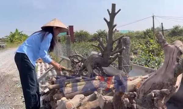 Làng mai Tân Tây - hướng đi mới từ làng nghề truyền thống