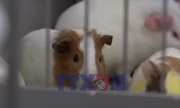 Thăm nhà nuôi động vật thí nghiệm vaccine