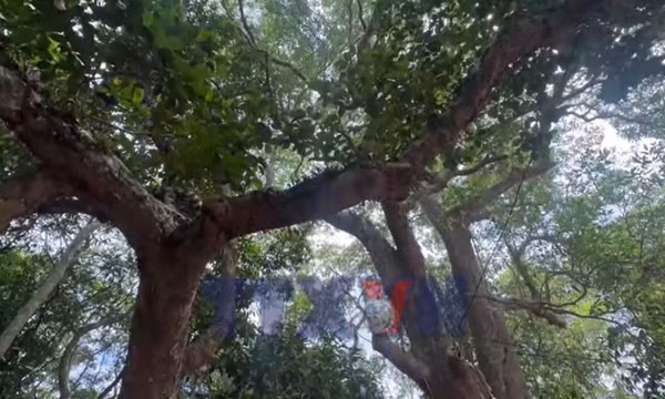 Khu rừng mang tên Bác giữa vùng cát trắng