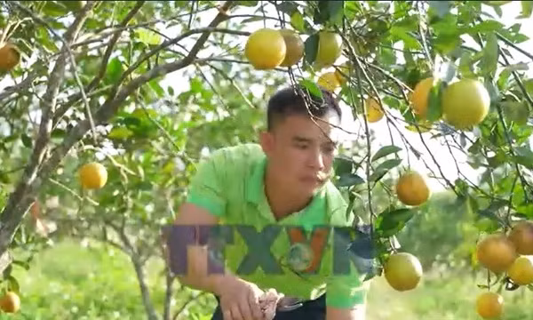 Rộn ràng mùa thu hoạch cam ở Hà Tĩnh 