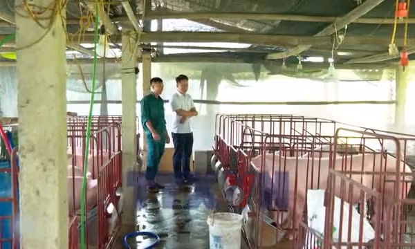 Đảm bảo an toàn dịch bệnh khi tái đàn vật nuôi