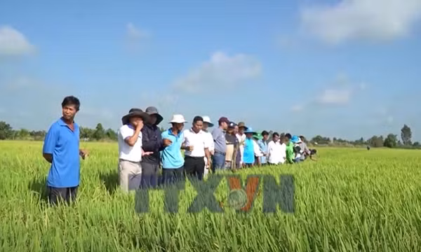 Trình diễn giống lúa mới với nhiều ưu điểm vượt trội tại An Giang