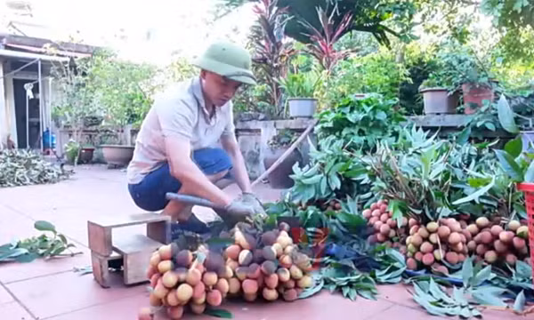 Giá bán vải thiều cao, Bắc Ninh thu gần 6.000 tỷ đồng