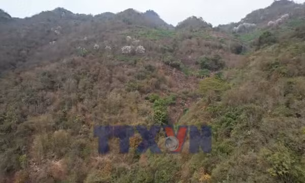 Lãng phí nguồn lực từ hơn 3 triệu ha rừng 'vô chủ'