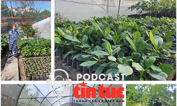Mầm xanh từ đất liền, sức sống ở Trường Sa: Những người làm vườn mang súng 