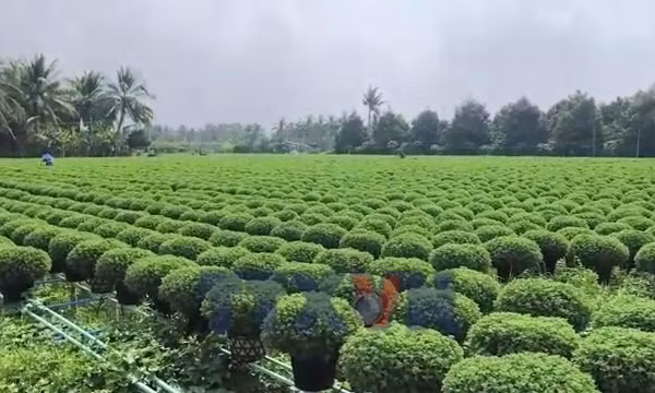 Vĩnh Long: Nhân rộng mô hình trồng hoa sử dụng giống nuôi cấy mô