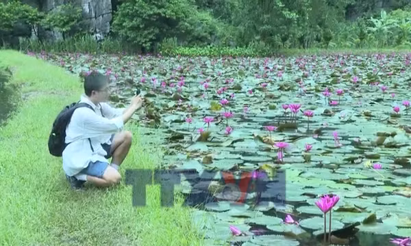 Sắc tím mùa hoa súng trên dòng Ngô Đồng