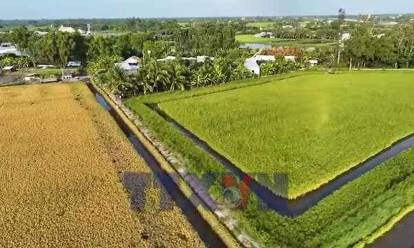 Net Zero - Ngành Nông nghiệp tái cấu trúc ngành hàng theo hướng xanh