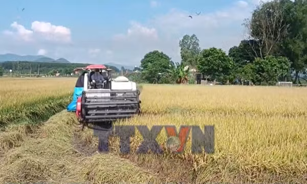 Năng suất lúa ST25 ở Tây Nguyên đạt 13 tấn mỗi hecta