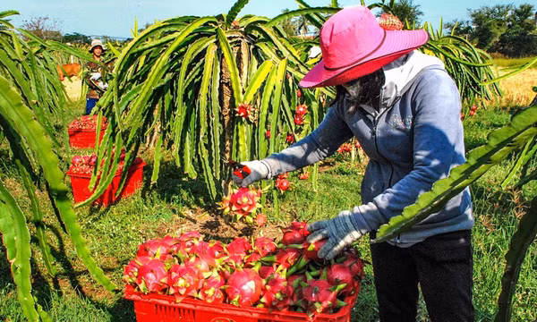 Vùng chuyên canh thanh long Đồng Tháp vào mùa Tết