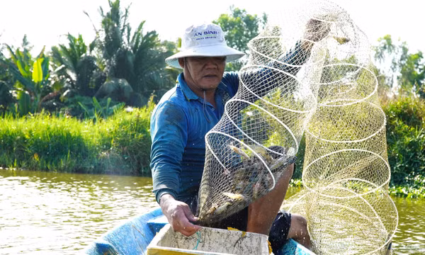 Hiệu quả từ nuôi thủy sản an toàn sinh học ở An Giang