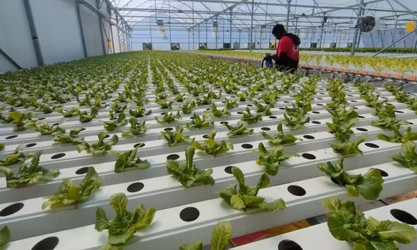 Trụ cột xanh cho tương lai các thành phố lớn