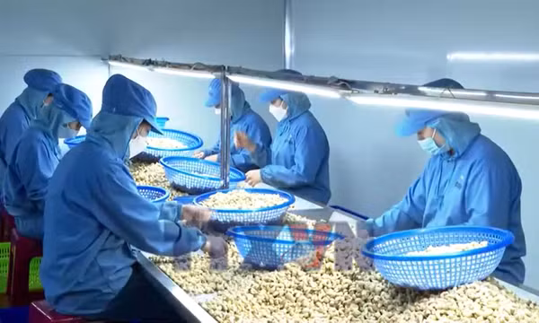 Đồng Nai hướng tới thành trung tâm giao dịch điều quốc tế