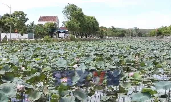 Nghệ An: Nâng tầm thương hiệu làng sen quê Bác