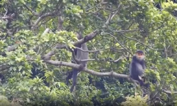 Tìm giải pháp bảo tồn loài linh trưởng trong sách Đỏ