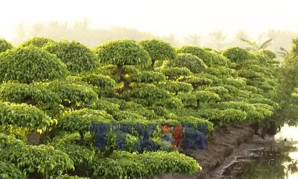 Nông nghiệp, nông thôn khởi sắc nhờ đa dạng mô hình kinh tế