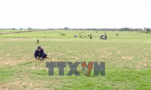 Phát triển kinh tế xanh từ mô hình trồng cỏ Nhật
