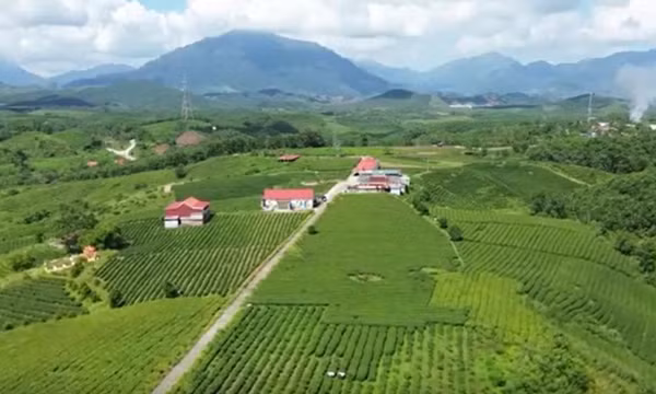 Phát triển vùng chè Đường Hoa trở thành thương hiệu mạnh 