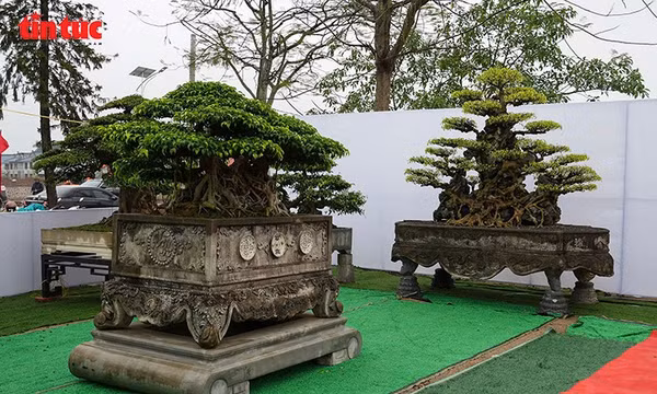 Đấu giá cây cảnh gây quỹ tôn tạo Đền Hóa Dạ Trạch