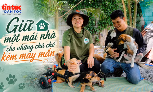 Giữ một mái nhà cho những chú chó kém may mắn