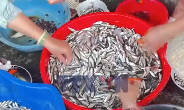 Đón cá linh non đầu mùa nước nổi