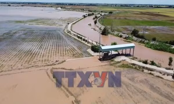 Đồng Tháp: Mở cống xả nước lũ vào đồng ruộng để lấy phù sa