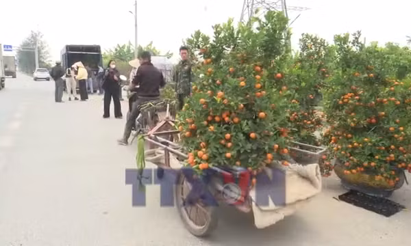 Quất cảnh Thanh Hà hút khách ngày Tết