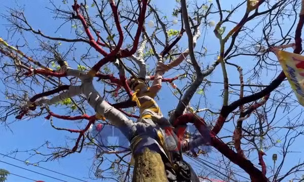 Cây mai vàng 100 tuổi trị giá 3,7 tỷ đồng 'gây sốt'