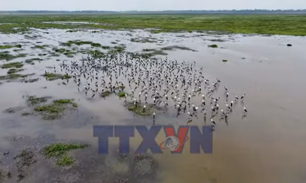 Đồng Tháp: Đàn chim, cò hàng nghìn con xuất hiện ở khu đất ngập nước