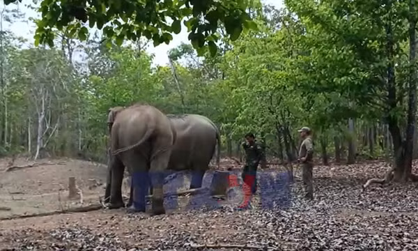 'Chăn voi' giữa rừng già